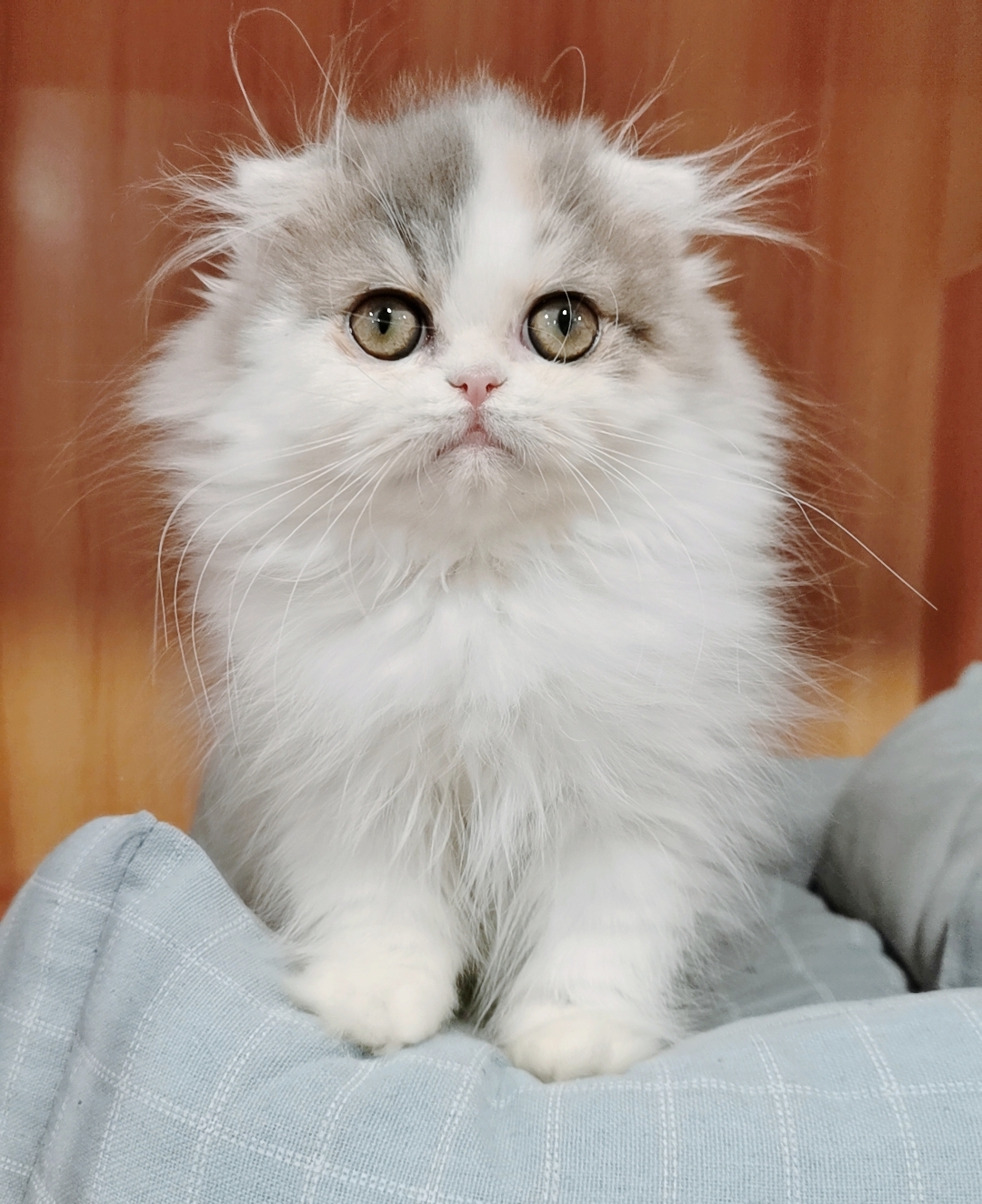 甜美高地长毛猫,大眼睛,送用品